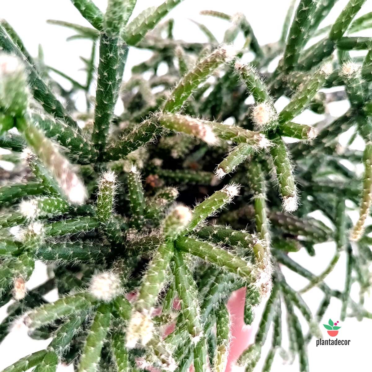 Ripsalis Plantadecor Pilocarpa