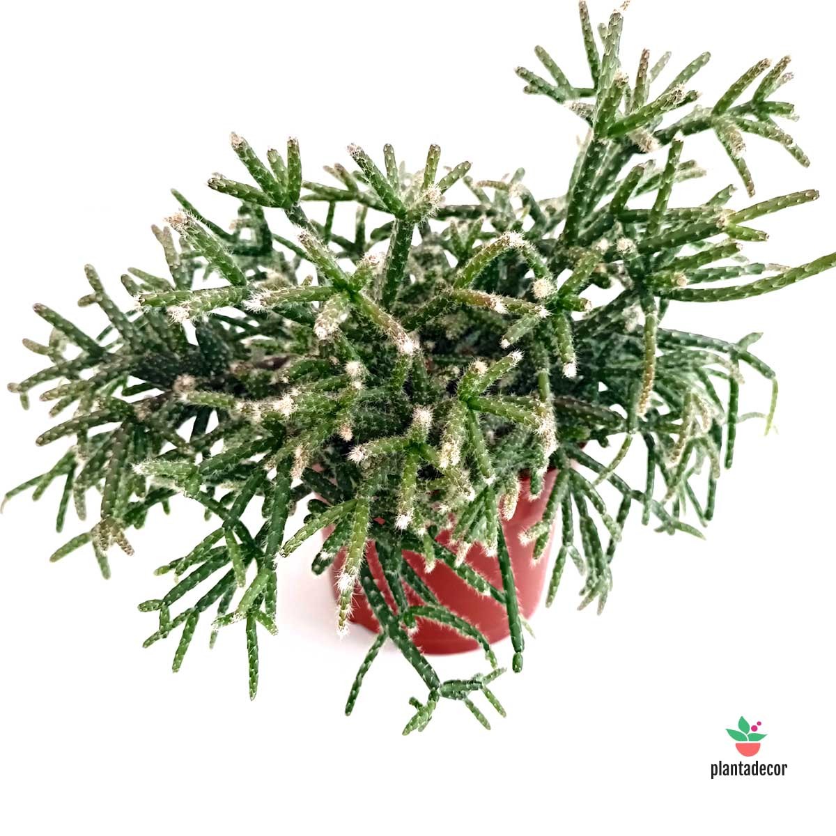 Rhipsalis Peludo