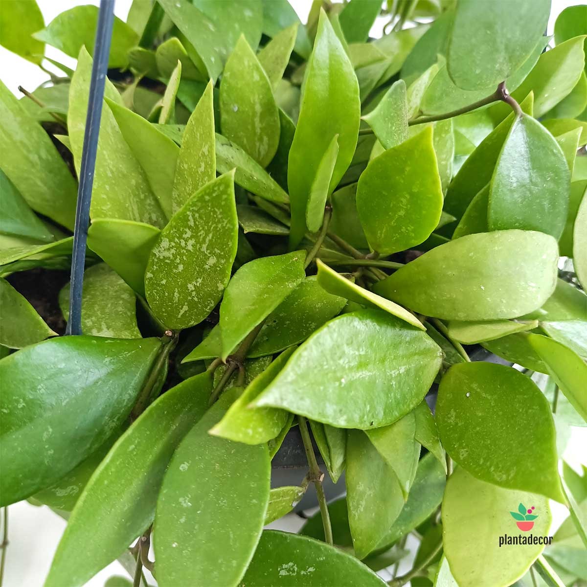 comprar Hoya Gracilis