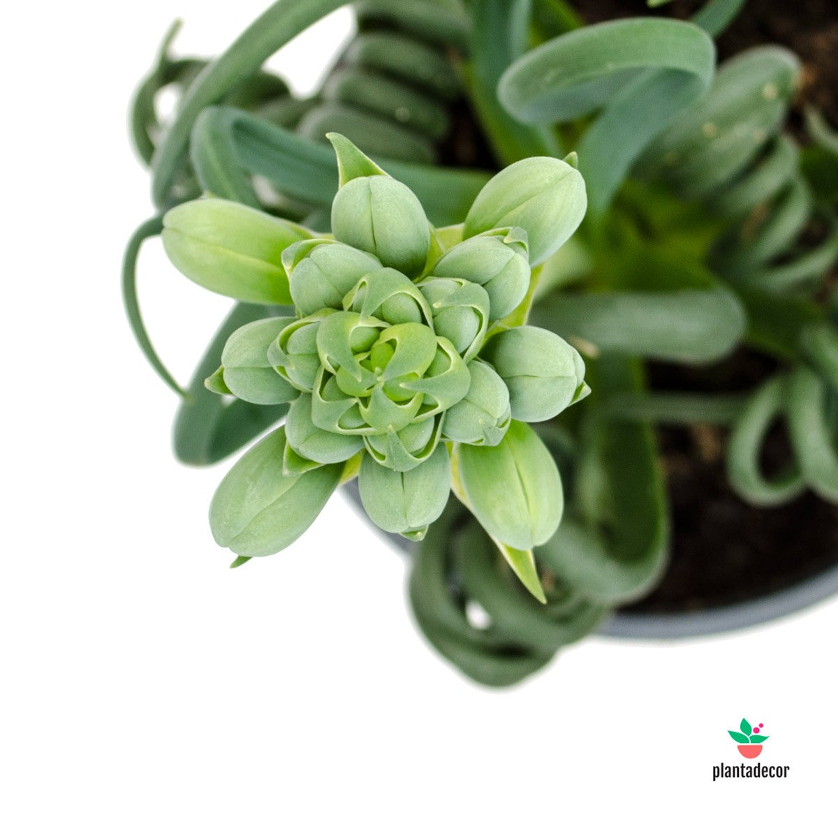 comprar Frizzle Sizzle