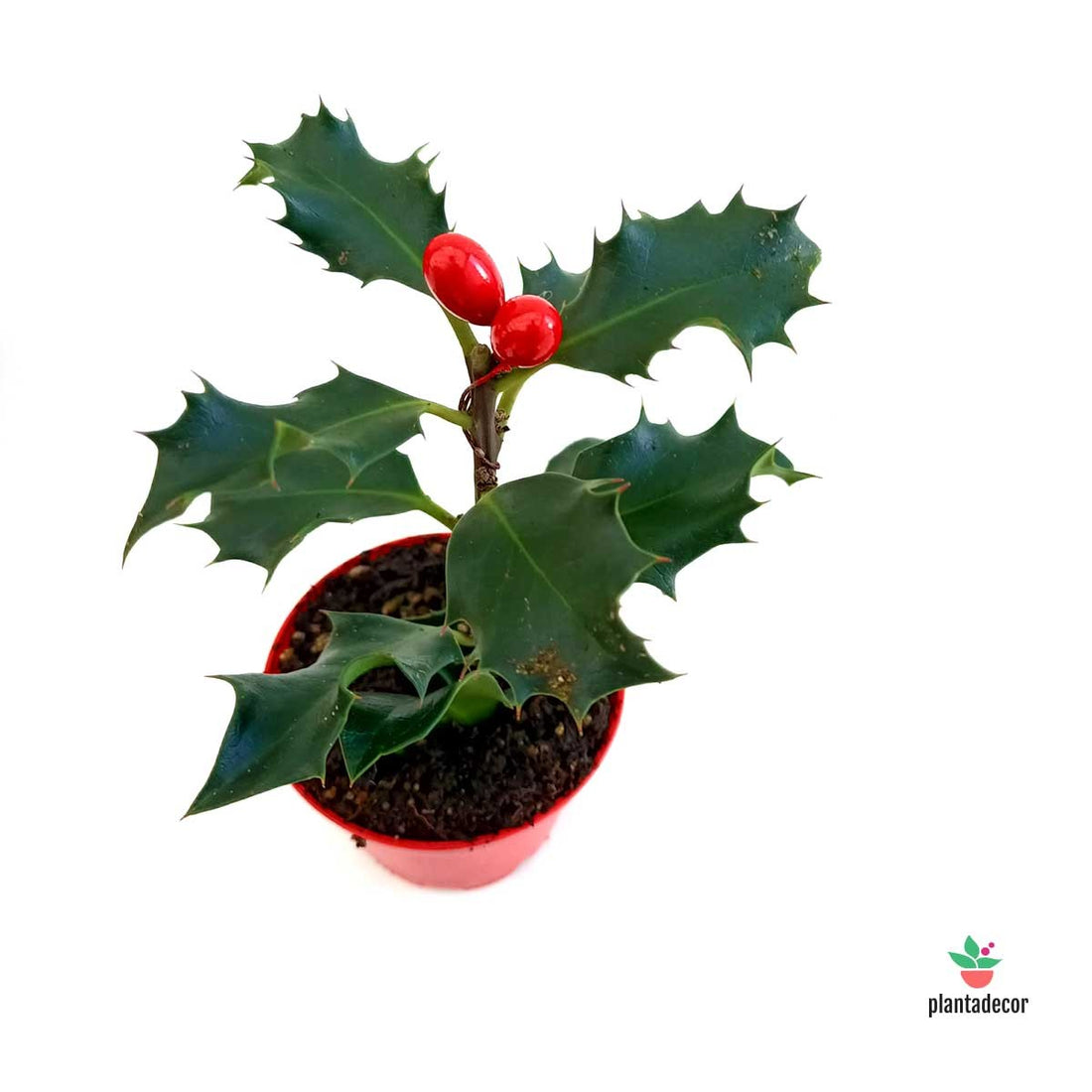 Comprar Ilex Aquifolium