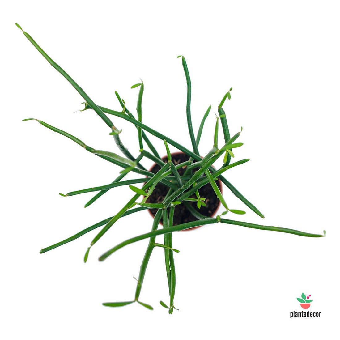 Euphorbia Turicalli Comprar