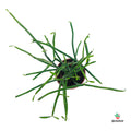 Euphorbia Turicalli Comprar