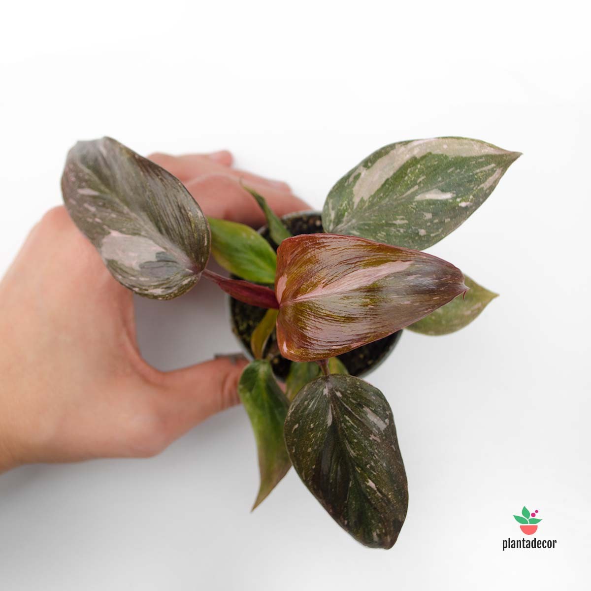 Philodendron Pink Princess