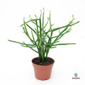 Euphorbia Turicalli Comprar