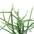 Euphorbia Turicalli Online