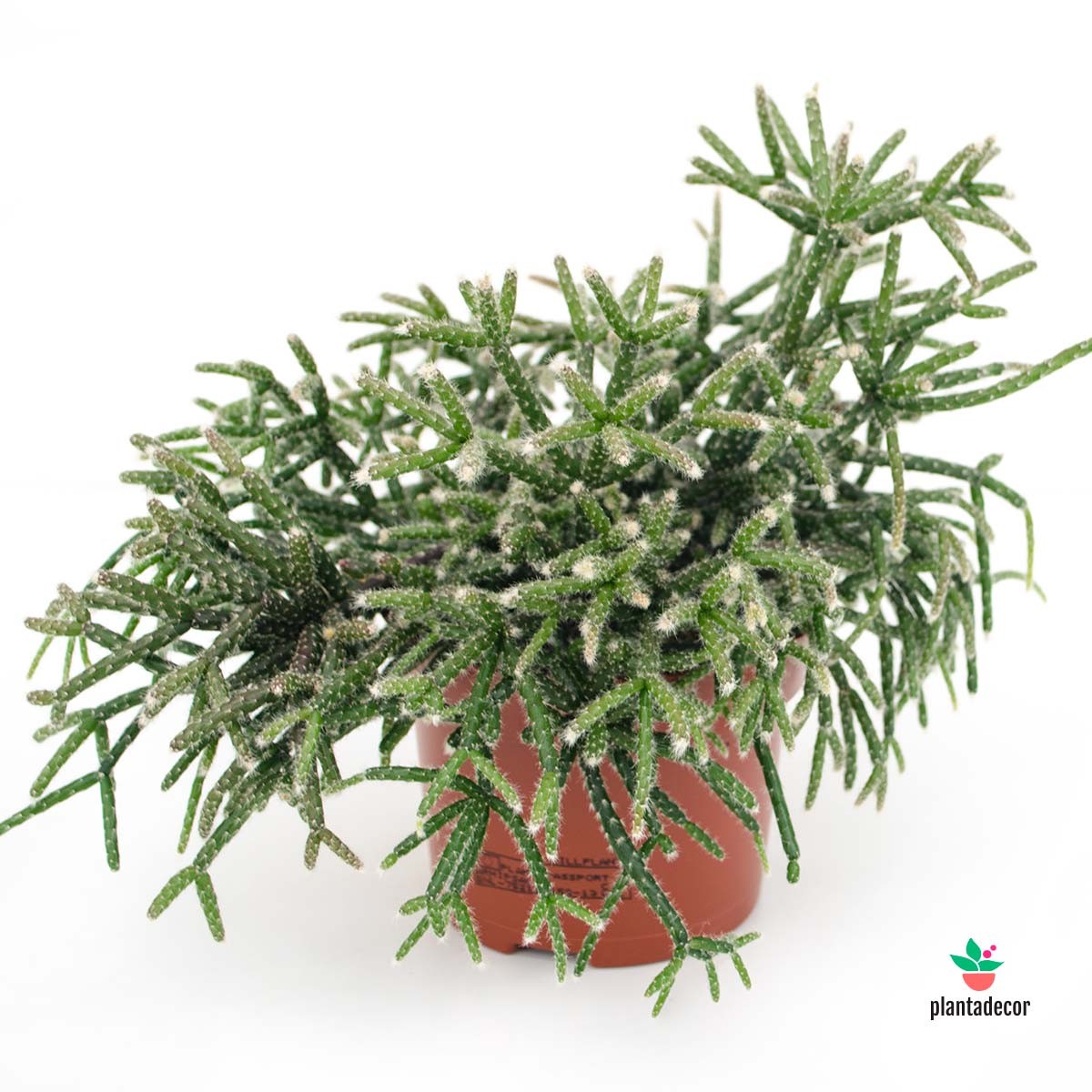 Comprar Rhipsalis Pilocarpa