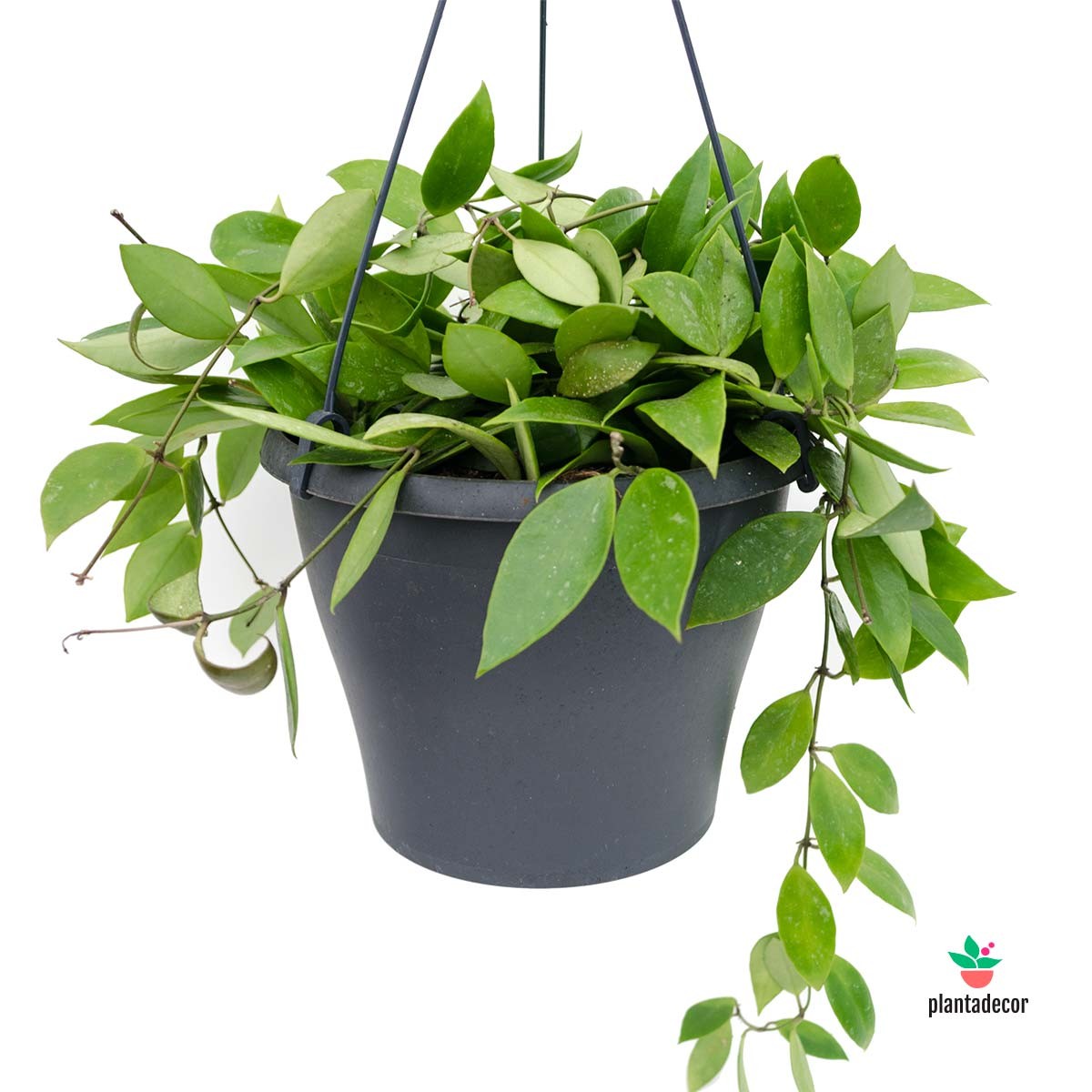 Hoya Carnosa Gracilis