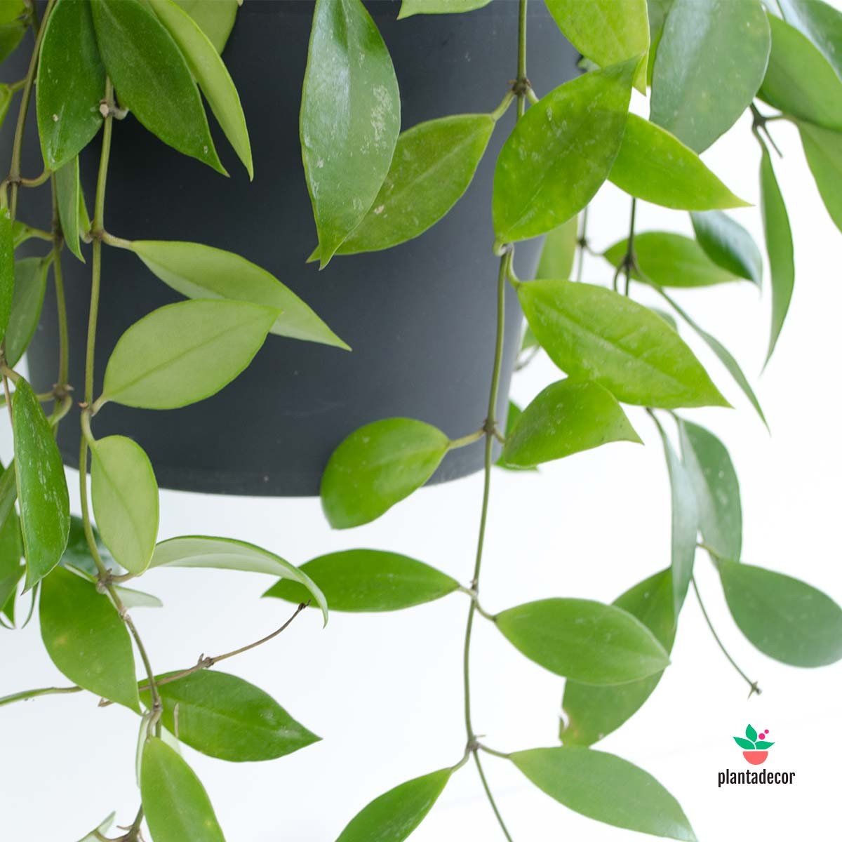 Comprar Hoya Carnosa Gracilis