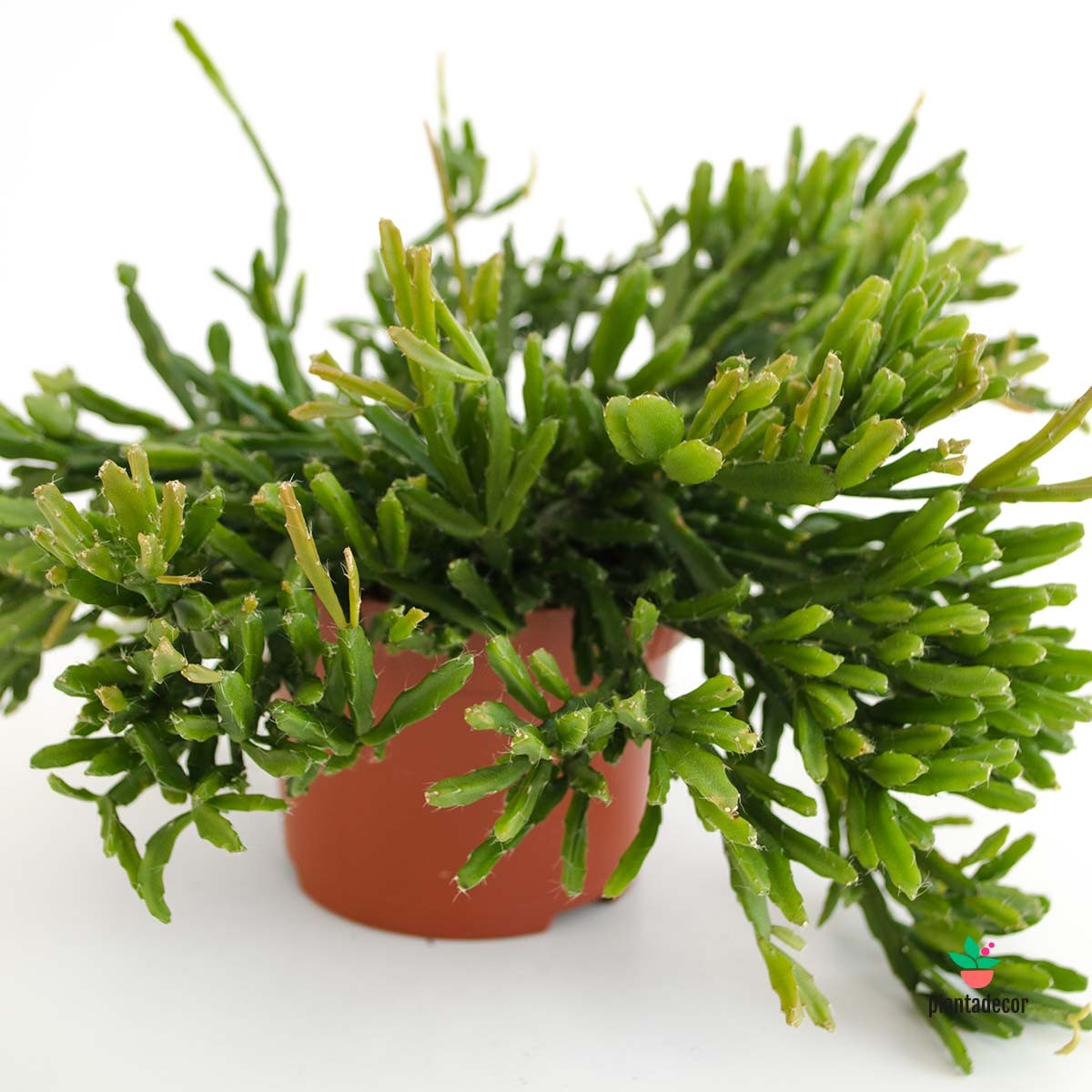 Comprar Rhipsalis Ewaldiana
