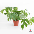 Monstera Minima