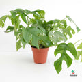Comprar Raphidophora Tetrasperma