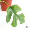 Comprar Monstera Minima Raphidophora