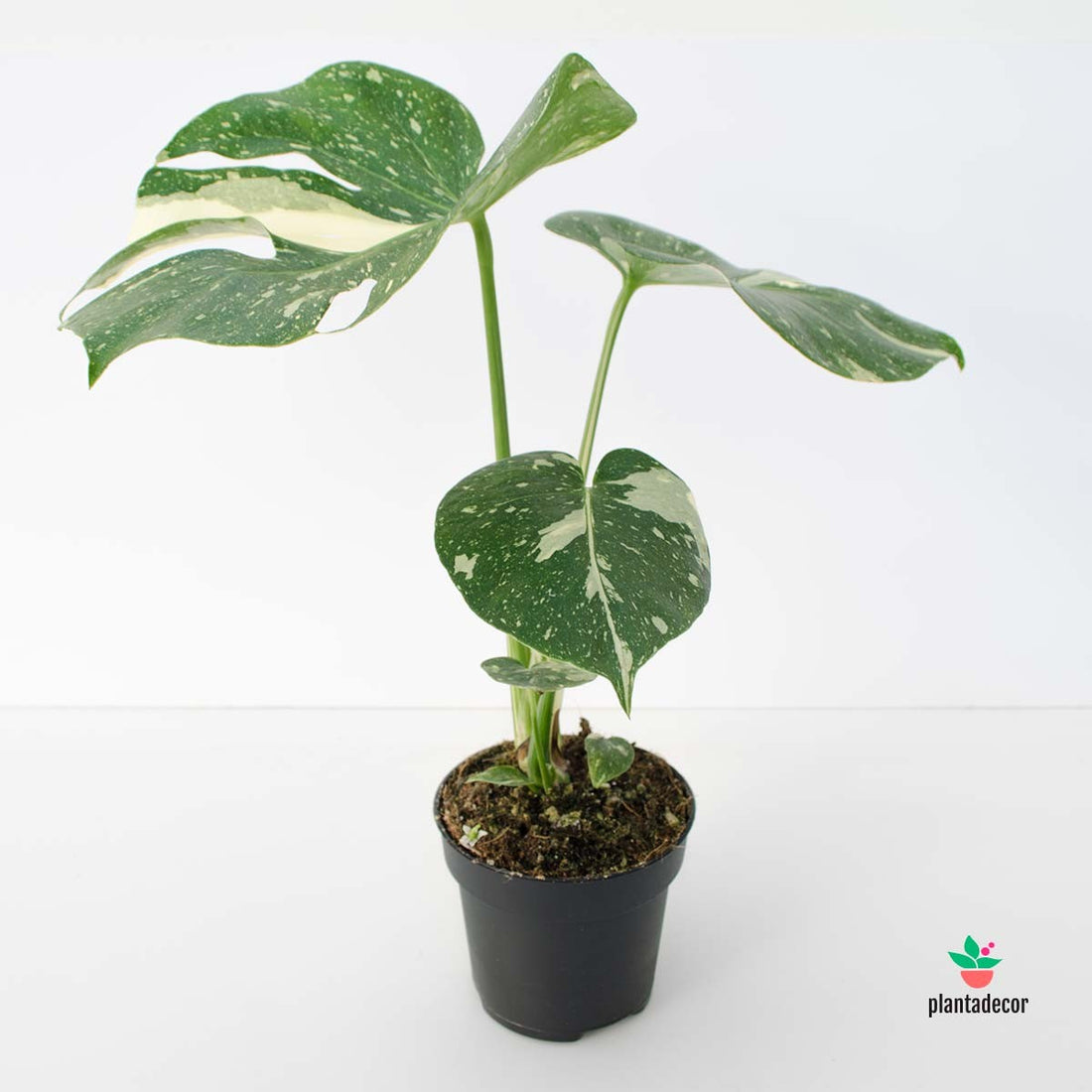 Comprar Monstera Thai Constelation