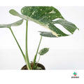 Comprar Monstera Thai Constelation