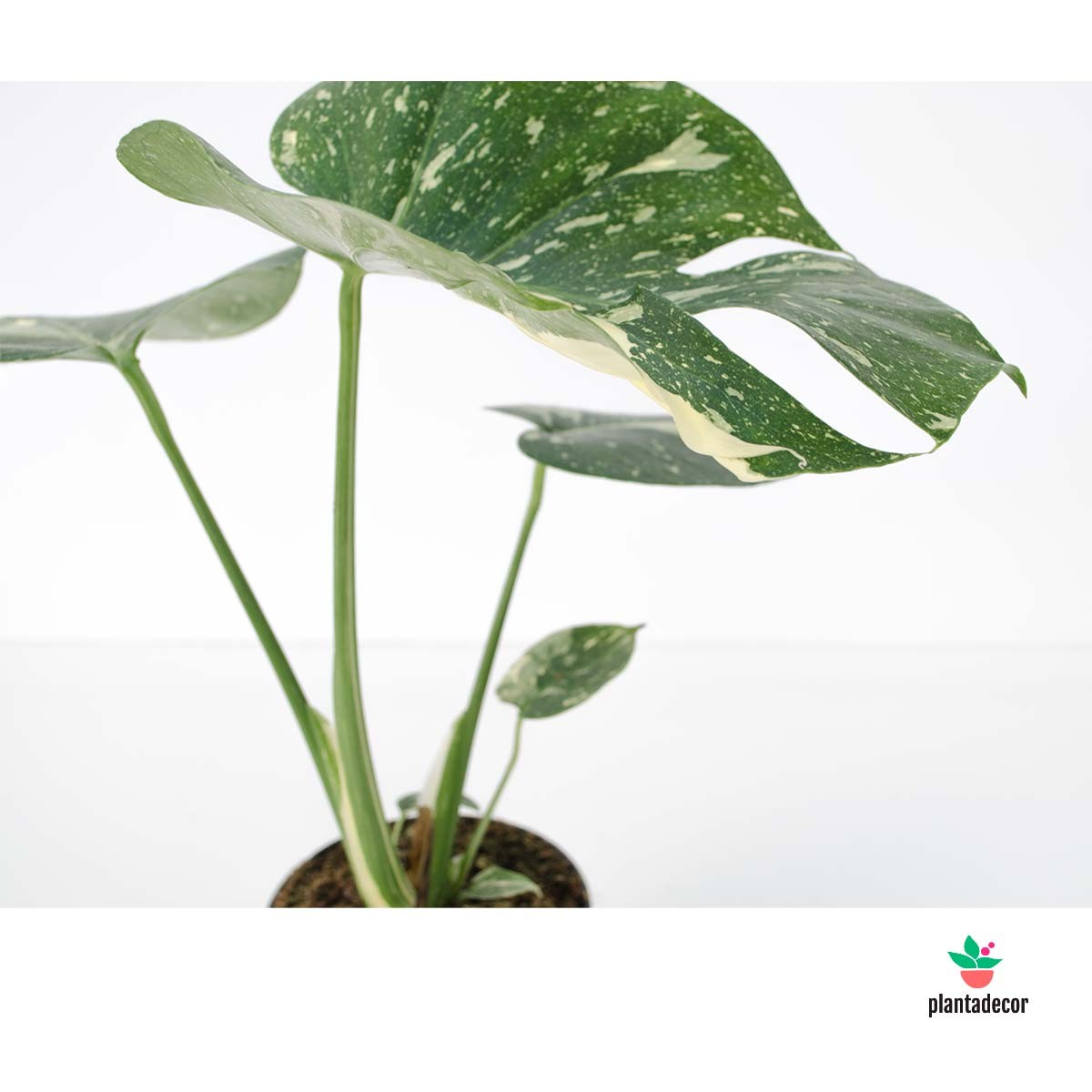 Comprar Monstera Thai Constelation