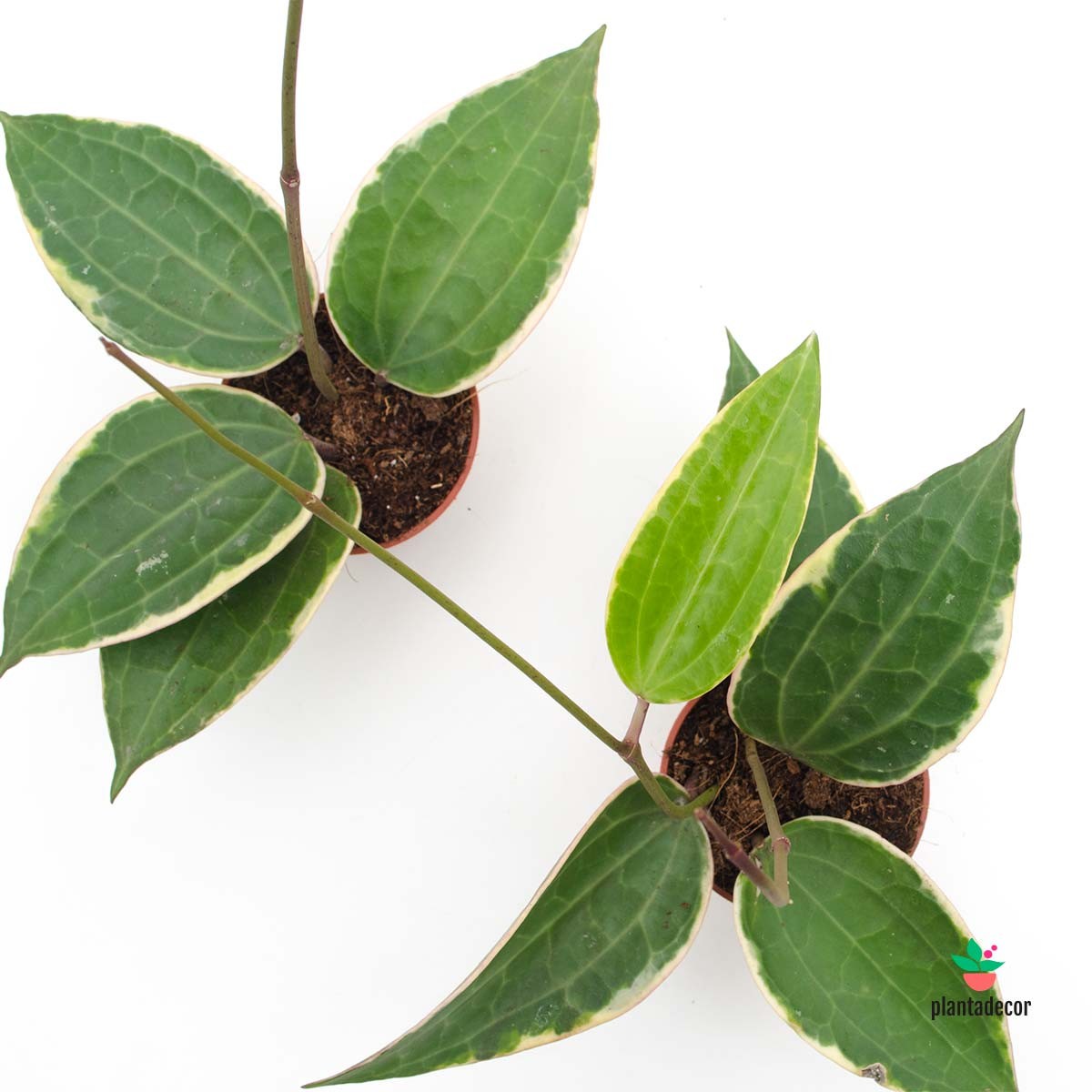 Hoya Variegada