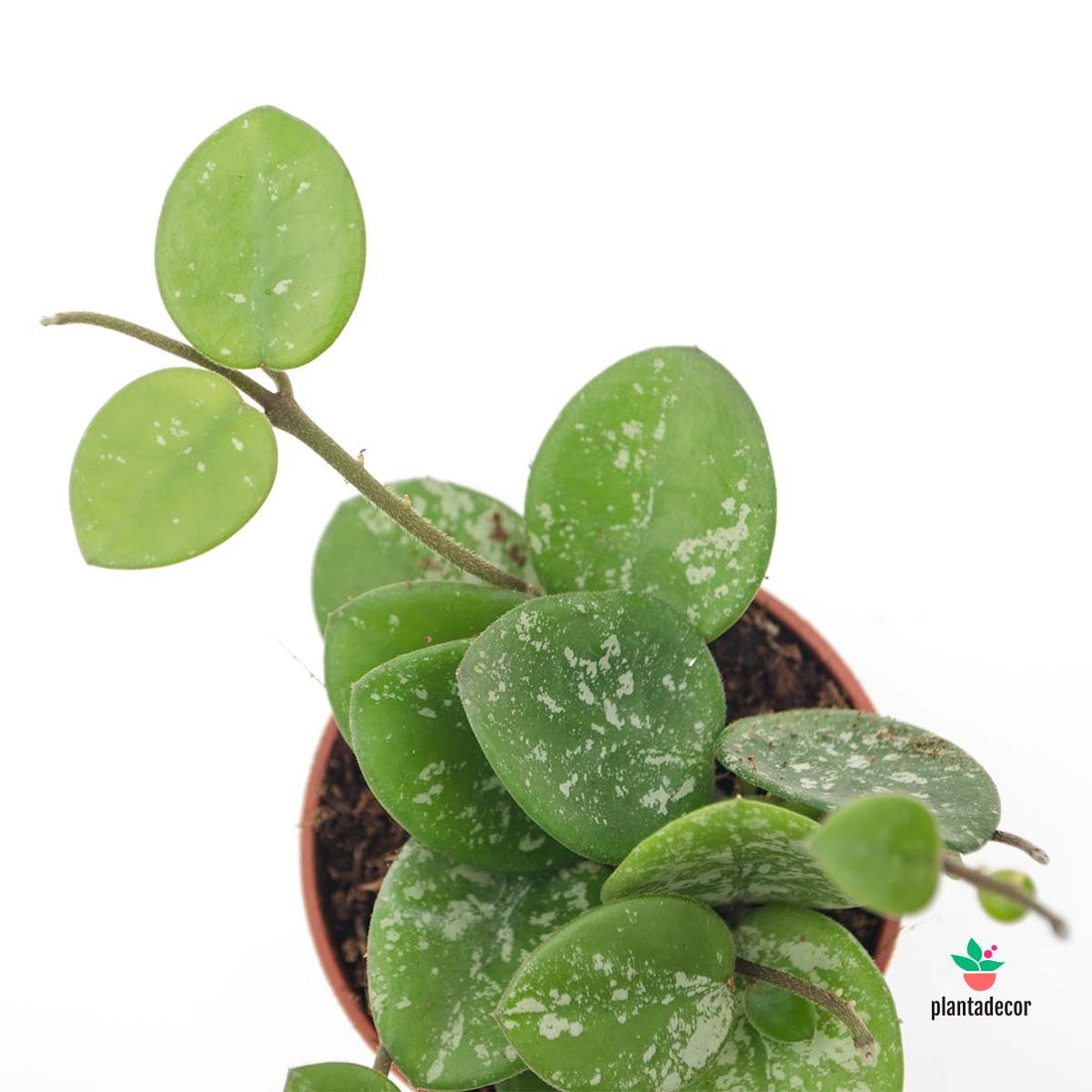 Hoya Mathilda Splash Comprar