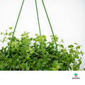 Peperomia Isabel
