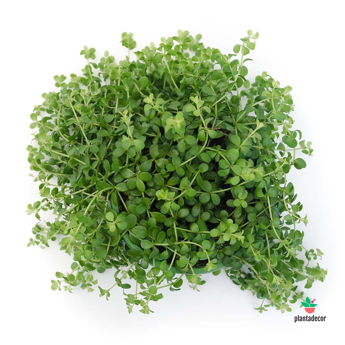 Comprar Peperomia Hojas pequeñitas