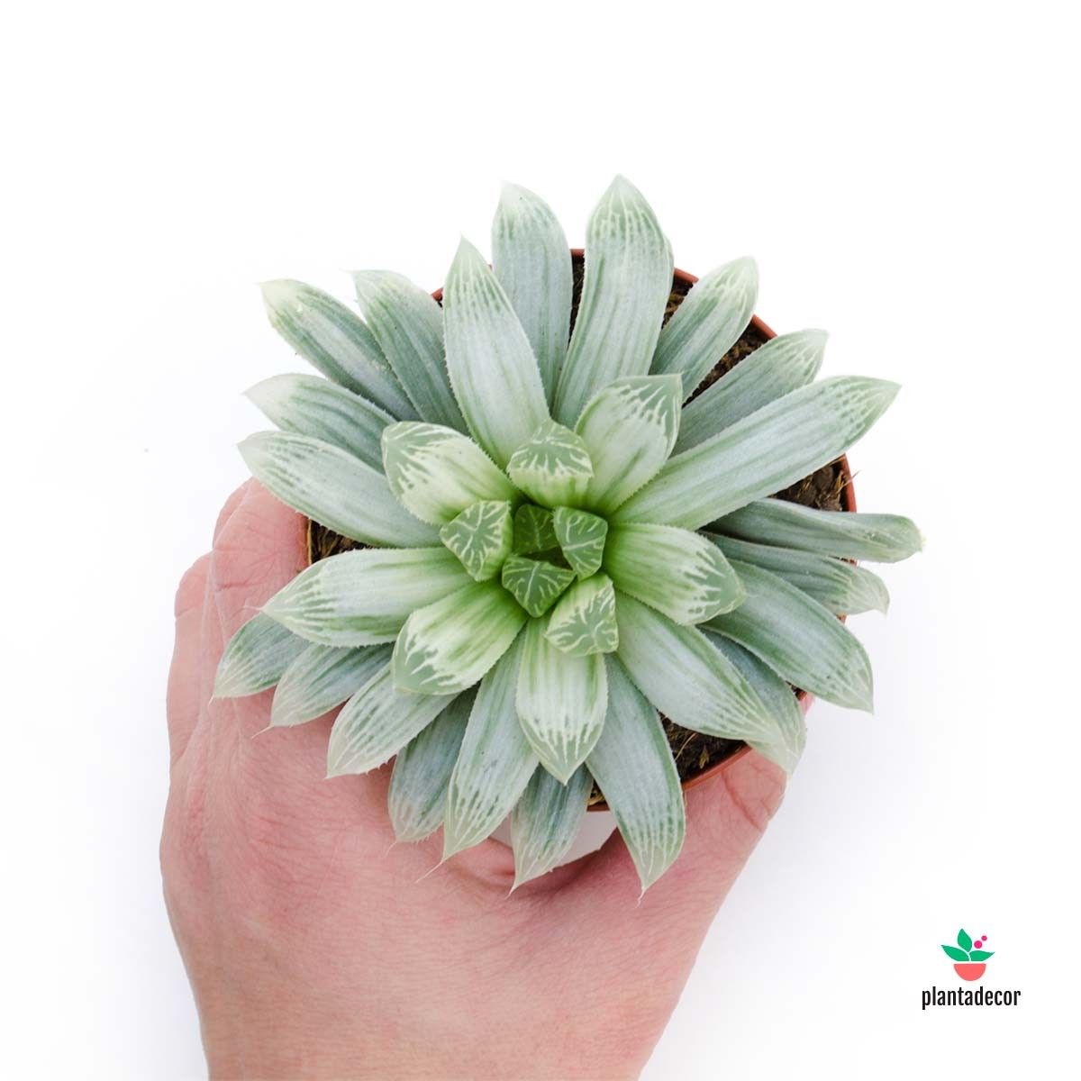 Haworthia Cooperi Pilifera Variegata