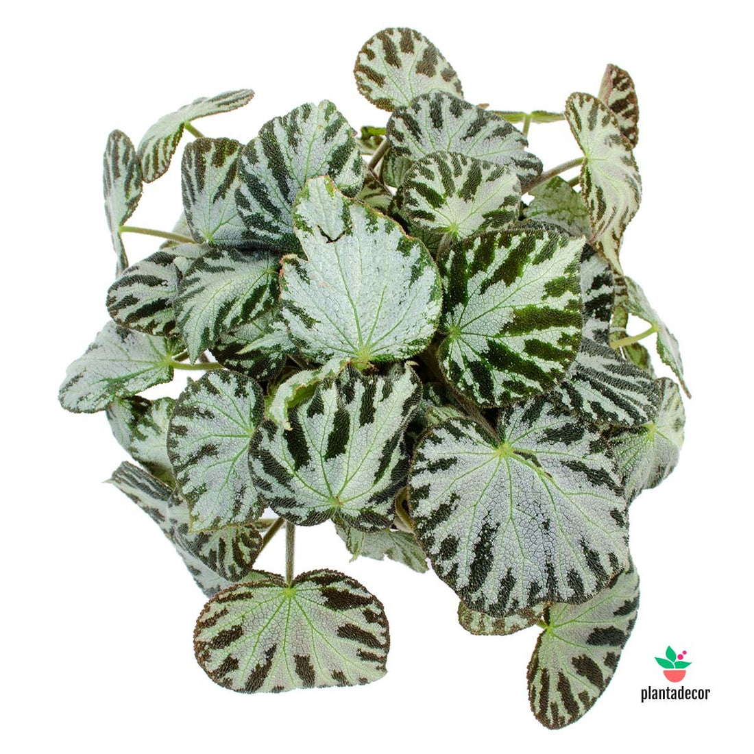 Begonia Silver Jewel