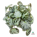 Begonia Silver Jewel