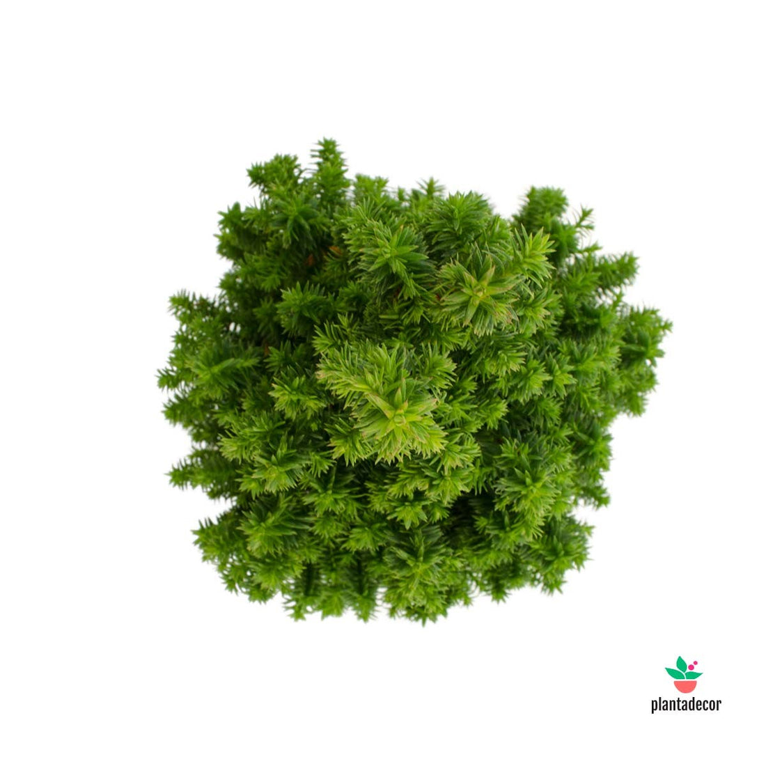 Chamaecyparis Thyoides Spitsbergen