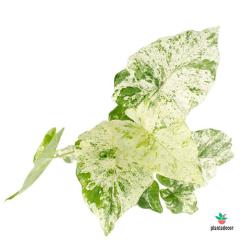 Alocasia Macrorrhiza Splash