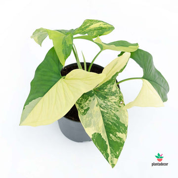 Syngonium Aureum