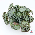 Begonia Rex Silver Jewel