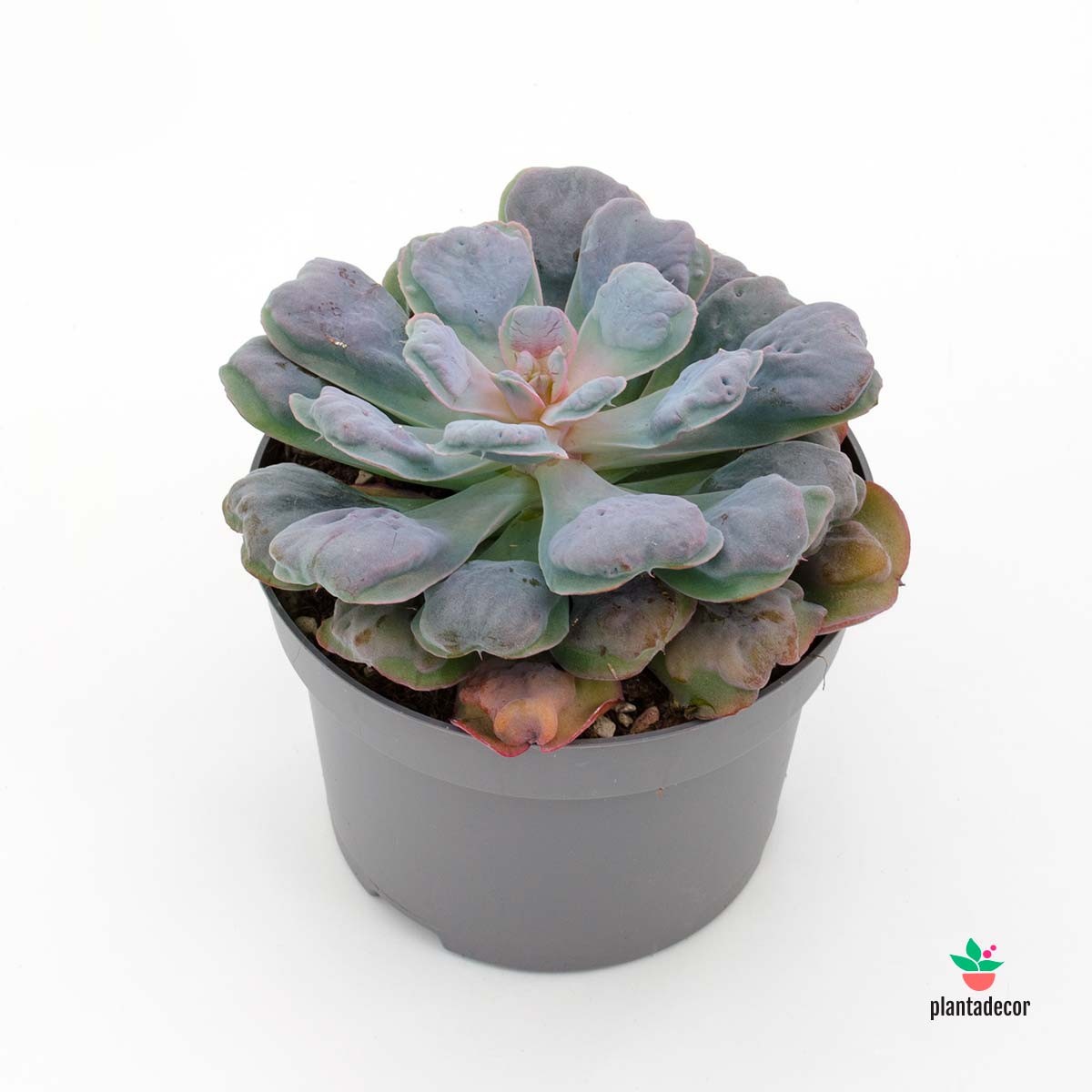 Comprar Echeveria Blue Heart