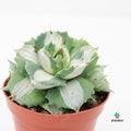 Agave Potatorum  'Shoji-Raijin' Variegata