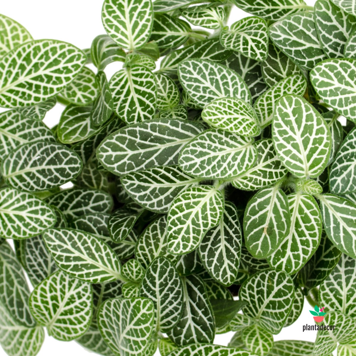 Fittonia albivensis
