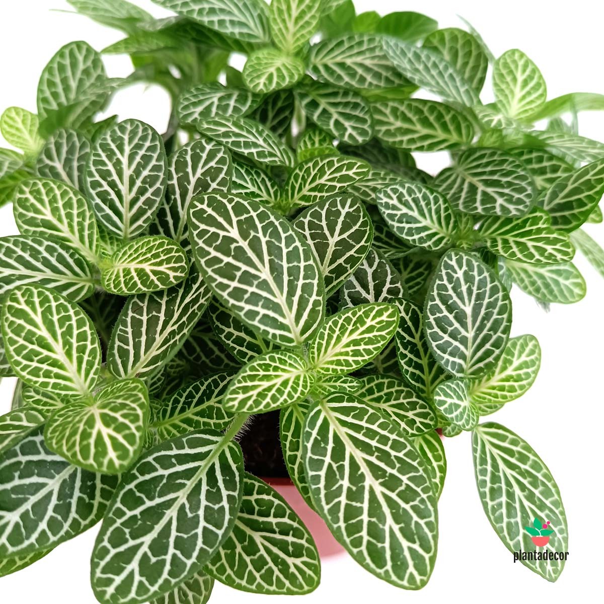 comprar Fittonia Verschaffeltii
