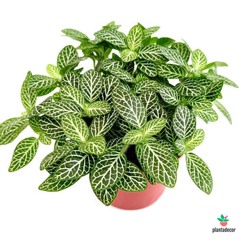 Fittonia Verschaffeltii