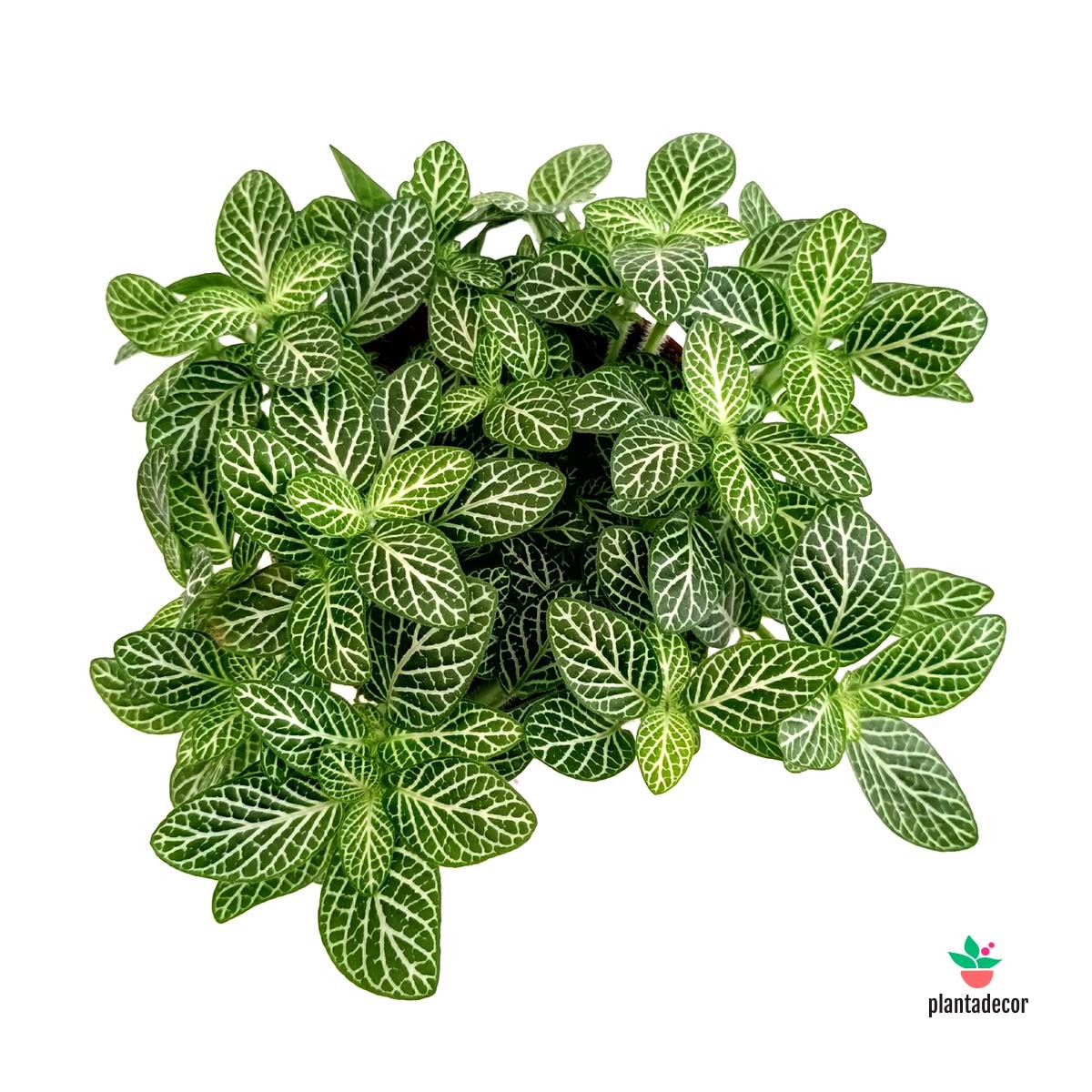 Fittonia Verschaffeltii comprar