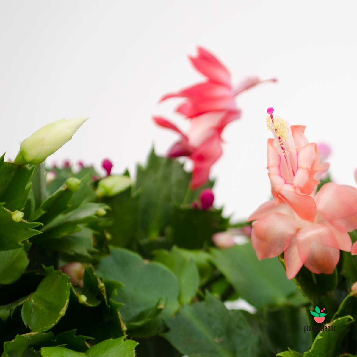 Plantas Flor de Navidad