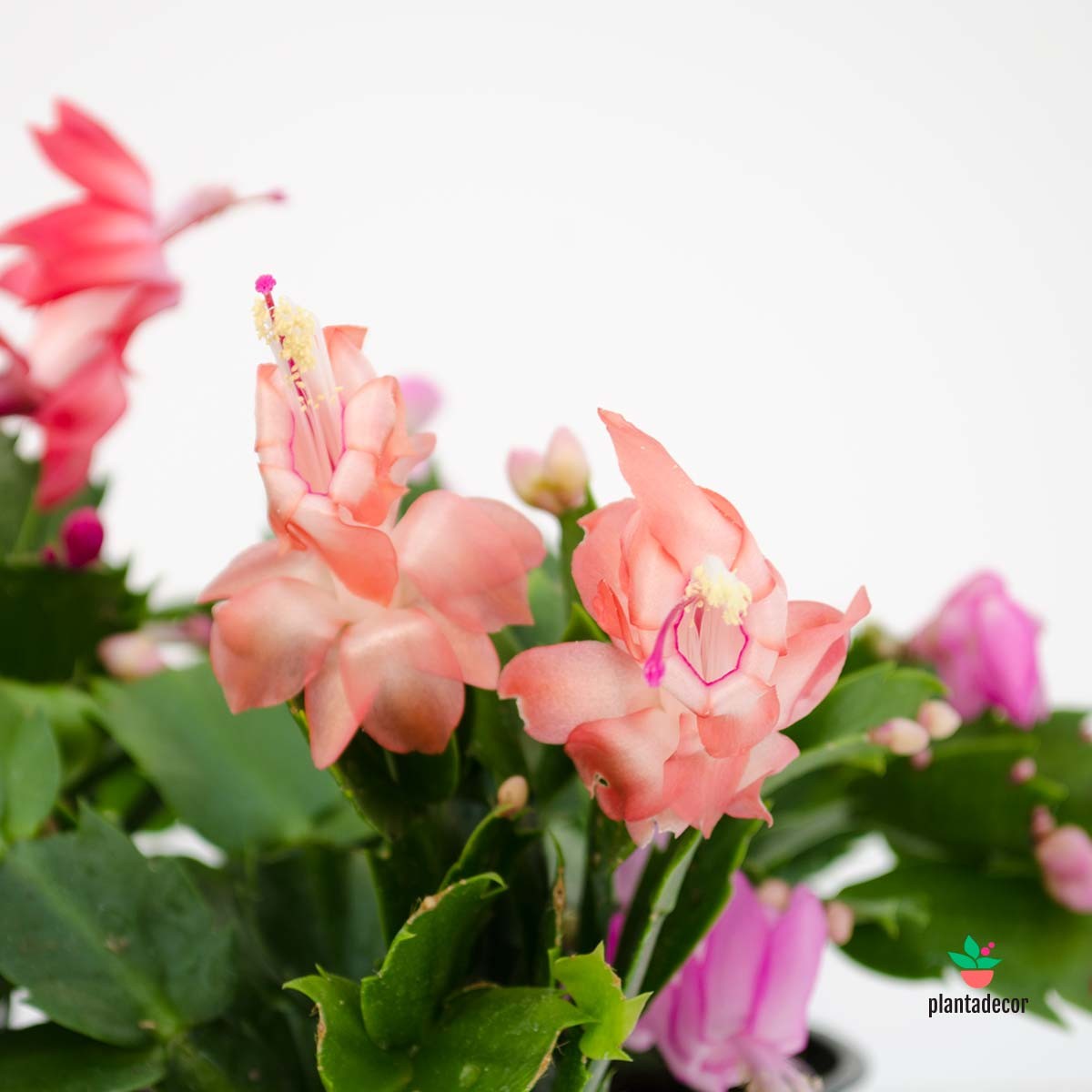 Schlumbergera  х Buckleyi "Mix"