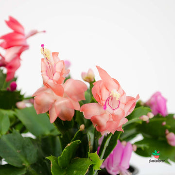 Schlumbergera  х Buckleyi "Mix"