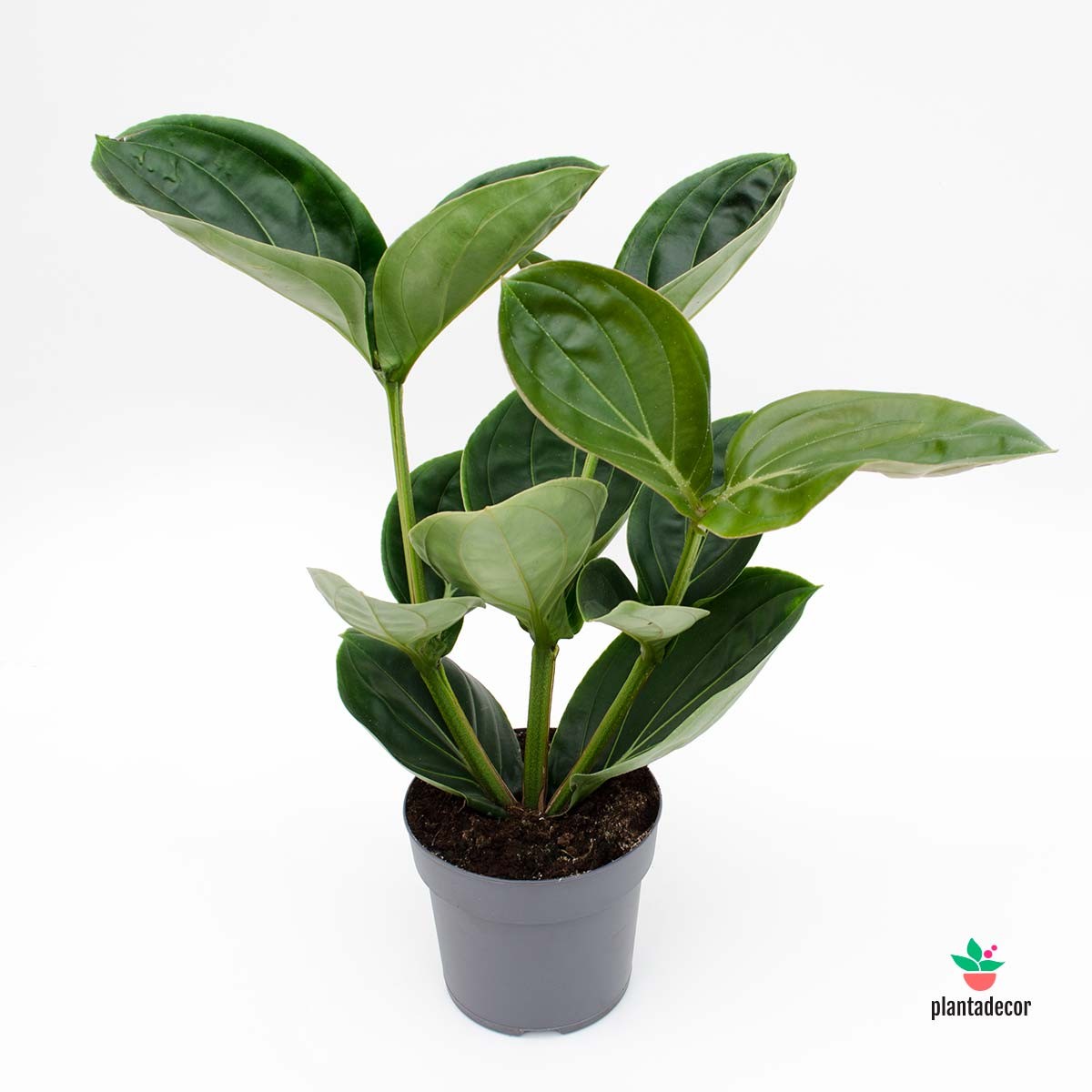 Comprar Medinilla Magnifica FLor