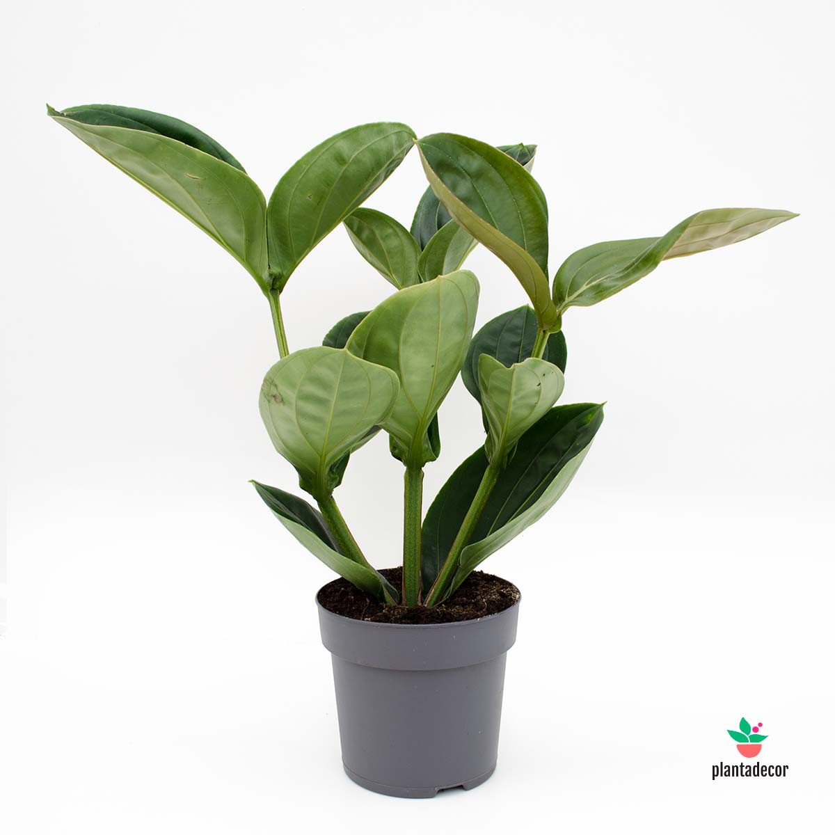 Medinilla Magnifica envios España y Portugal