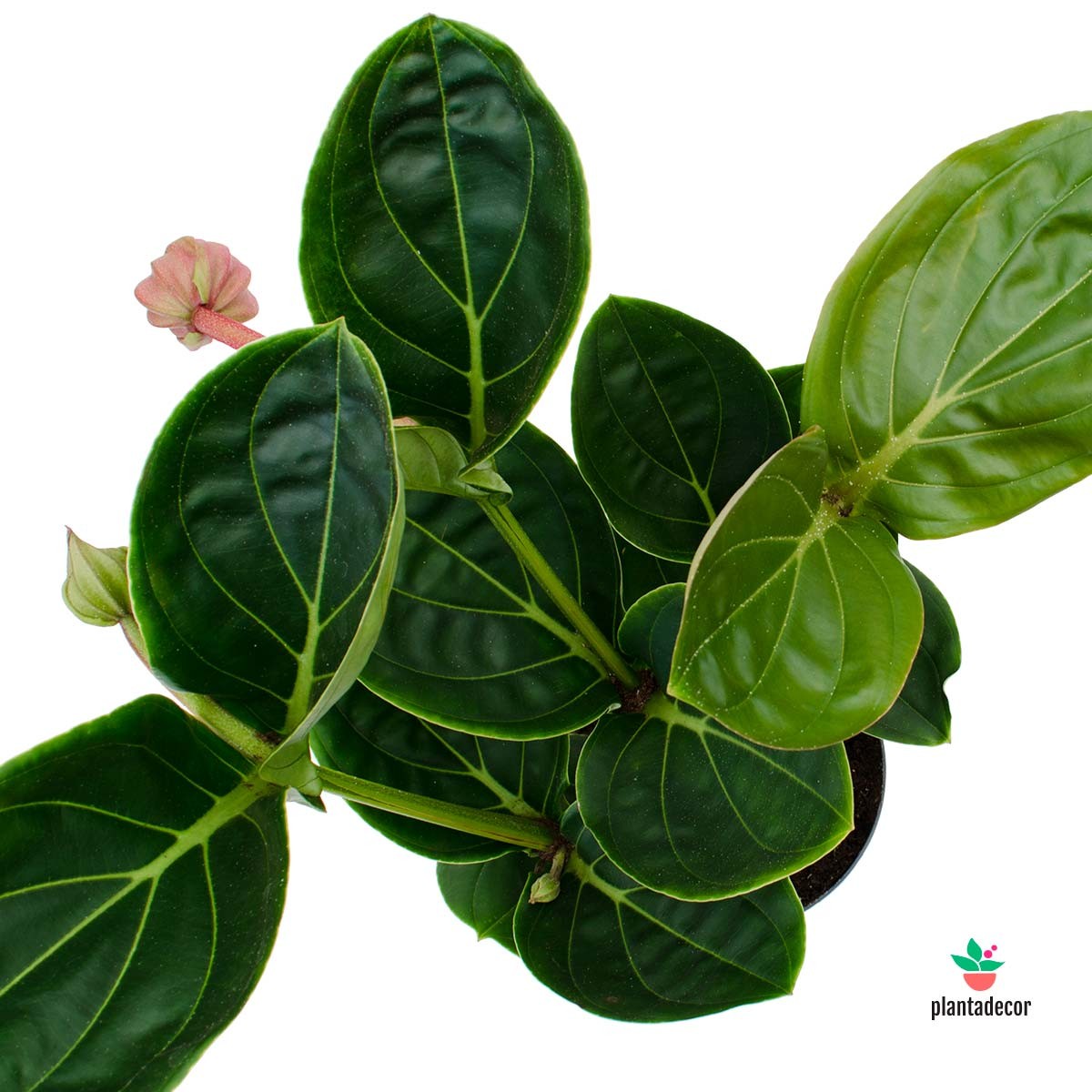 Medinilla Magnifica Cuidados