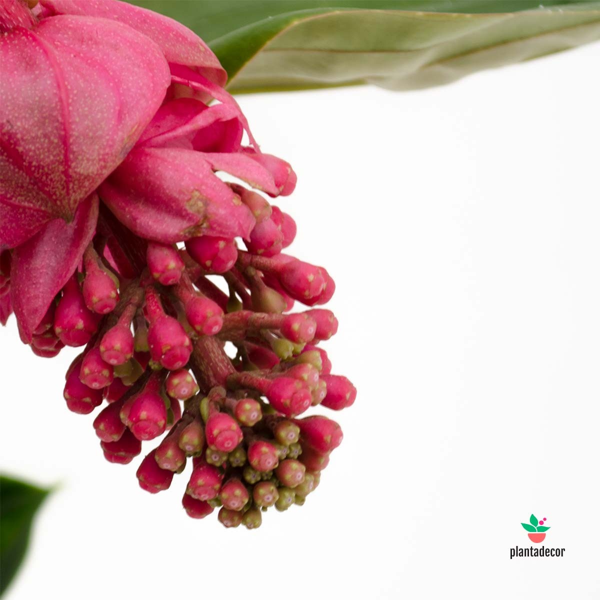 COmprar Plantas de Interior en Flor