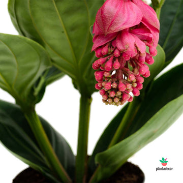 Medinilla Magnifica Candy