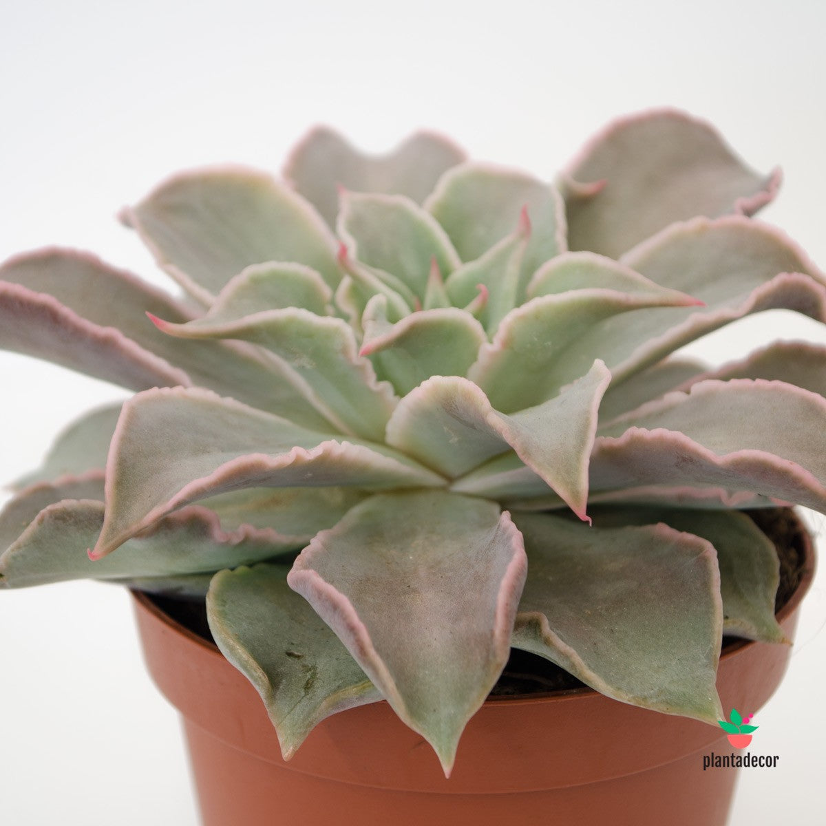 Echeveria Madiba españa online