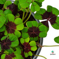Oxalis Tetraphylla