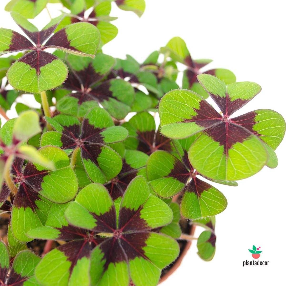 Oxalis Negro y Verde