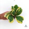 Hoya Kerrii Planta Variegada