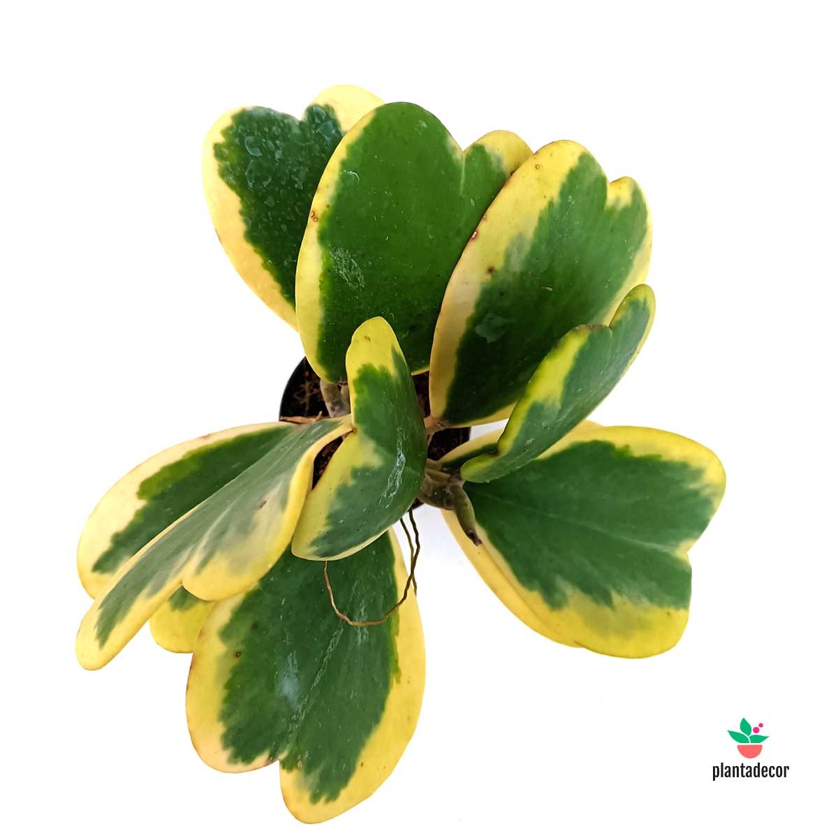 Comprar Hoya Kerrii Planta